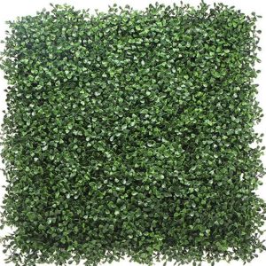Boxwood Ivy